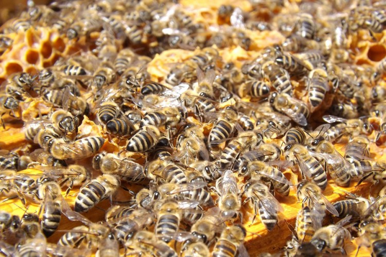 Zvanično - pčele proglašene najvažnijim bićima na Zemlji