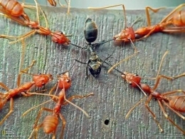 Нисте знали: Како мрави почињу да се међусобно убијају?