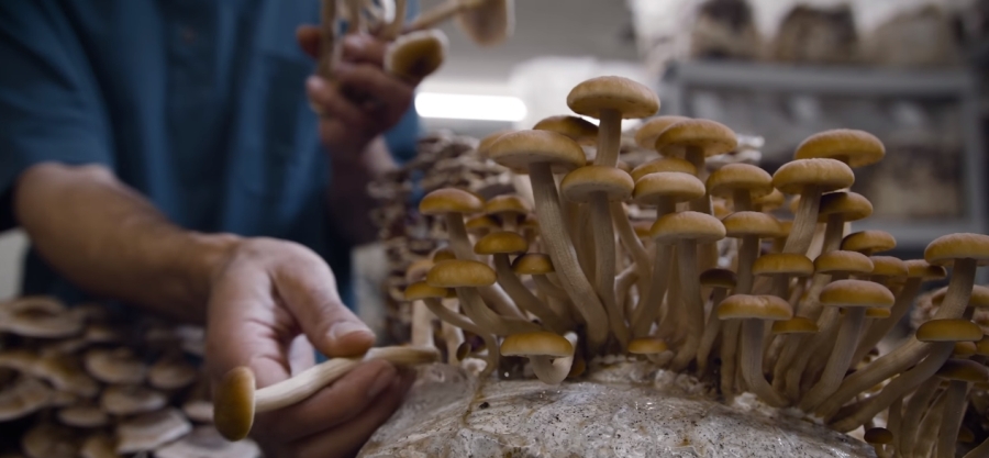 Čudotvorne medicinske gljive – lek za mnoge bolesti
