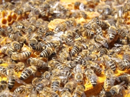Званично - пчеле проглашене најважнијим бићима на Земљи